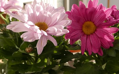 ¿Por qué se regalan flores en San Valentín?