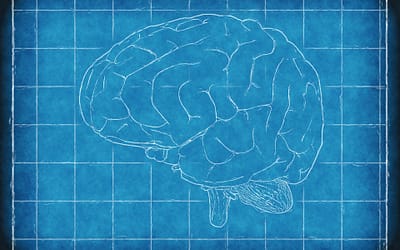 Principios de la plasticidad neural dependiente de experiencia